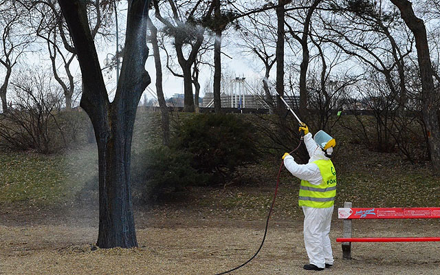 Lemosó permezetést végez a Főkert munkatársa a Margitszigeten