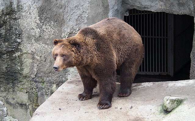 Kamcsatkai medve a Fővárosi Állat- és Növénykertben: ha nem is túl élesen, de kirajzolódott az árnyéka