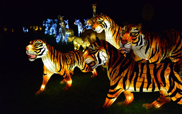 Lampionok az állatkertben, a Sárkányok Éjszakái címet viselő kínai fényvarázs programon 