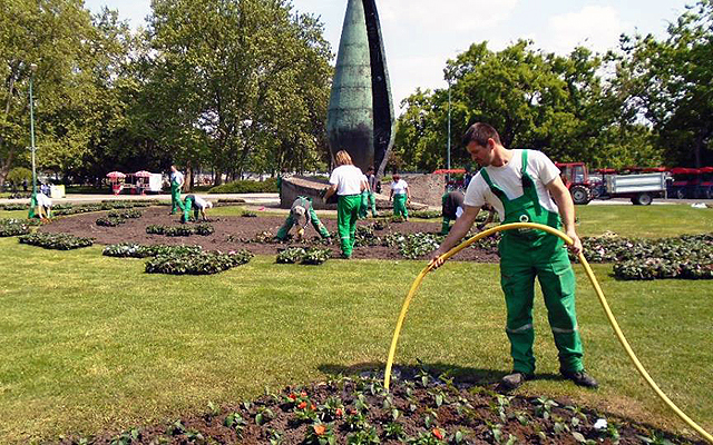 A Főkert munkatársai virágokat ültetnek a Margitszigeten