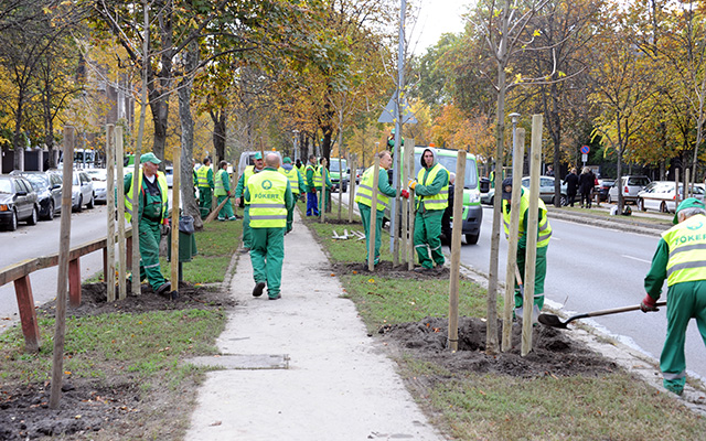 A Főkert Zrt. munkatársai fákat ültetnek a Városligeti fasorban