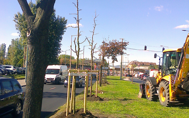 A Tízezer új fát Budapestre program keretében újonnan ültett fák a Kerepesi út X. kerületi szakaszán