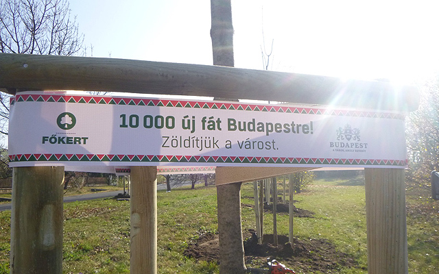 Egy a FŐKERT által újonnan elültetett 2500 fából; a program 2019-es befejeződésével tízezer új fával lesz gazdagabb a főváros