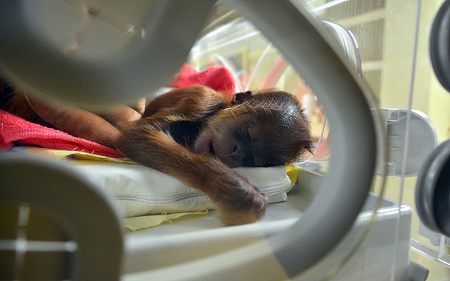 Az elárvult orángutánkölyköt az állatkert inkubátorában gondozzák
