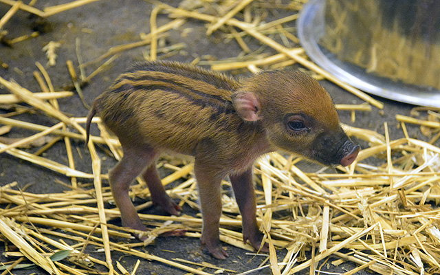 A cebui disznók egyik kismalaca az állatkertben  